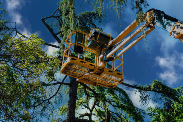 Why Choose Our Tree Removal Services in Gentry, AR?