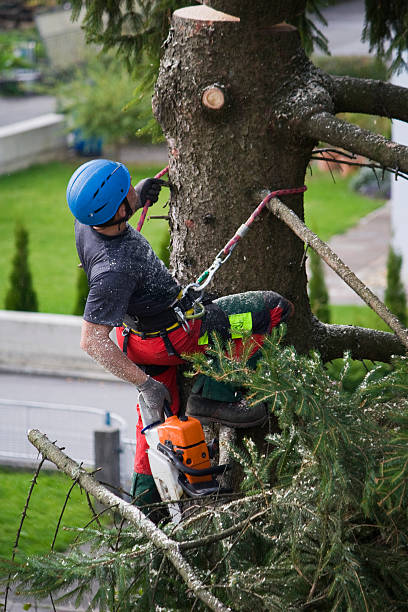 Best Root Management and Removal  in Gentry, AR